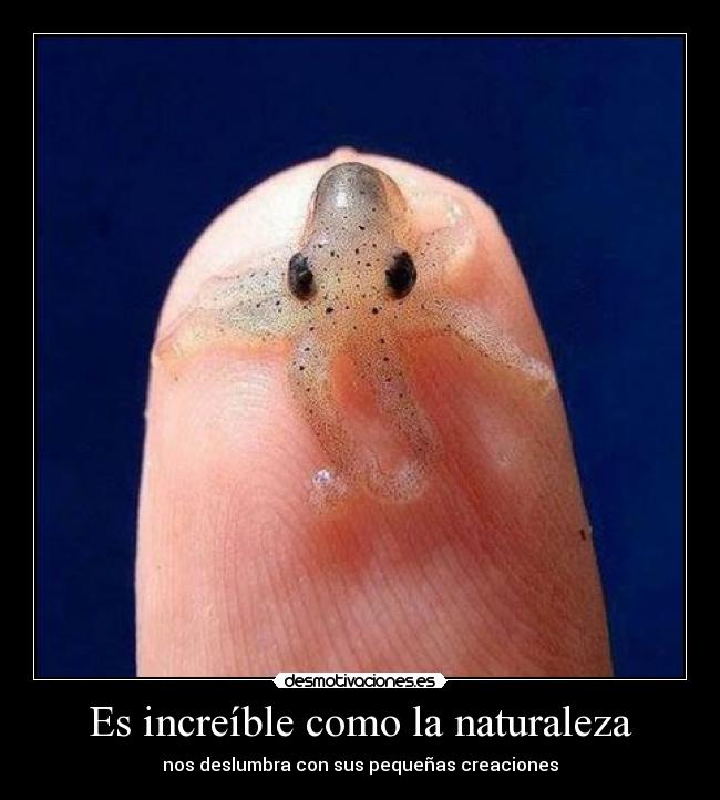 Es increíble como la naturaleza - nos deslumbra con sus pequeñas creaciones