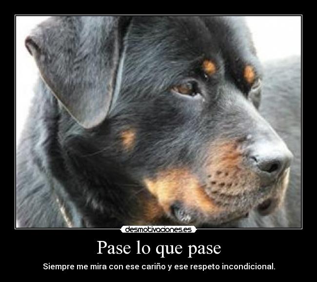 Pase lo que pase - Siempre me mira con ese cariño y ese respeto incondicional.