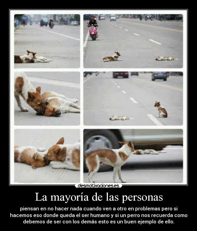 La mayoría de las personas - piensan en no hacer nada cuando ven a otro en problemas pero si
hacemos eso donde queda el ser humano y si un perro nos recuerda como
debemos de ser con los demás esto es un buen ejemplo de ello.