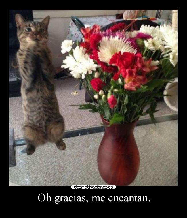 Oh gracias, me encantan. -