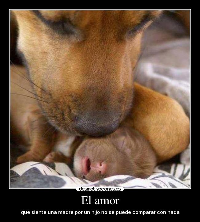 El amor - que siente una madre por un hijo no se puede comparar con nada