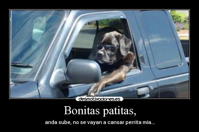 Bonitas patitas, -