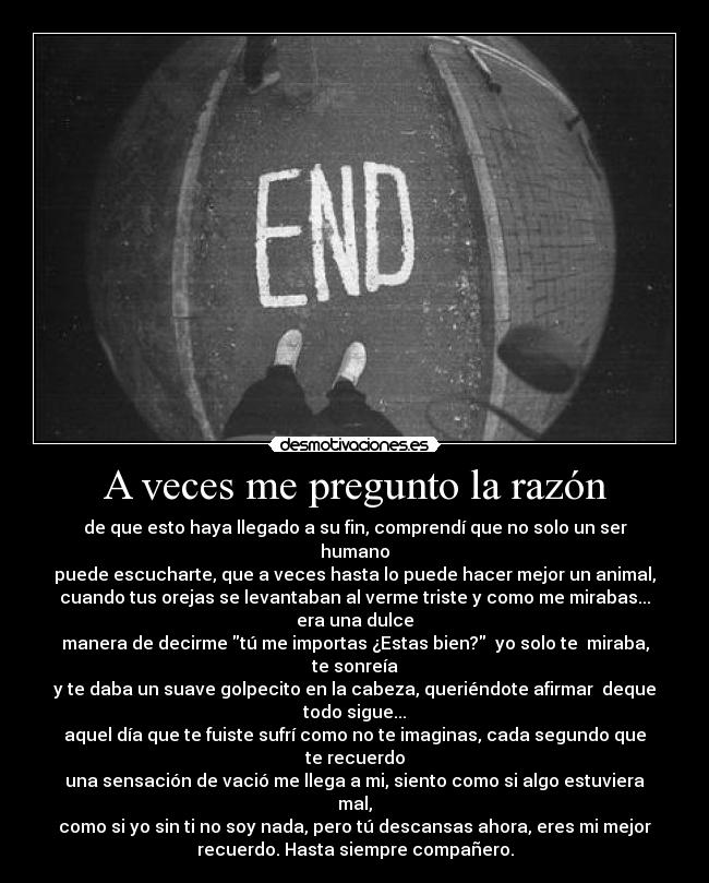 A veces me pregunto la razón - de que esto haya llegado a su fin, comprendí que no solo un ser humano
puede escucharte, que a veces hasta lo puede hacer mejor un animal,
cuando tus orejas se levantaban al verme triste y como me mirabas... era una dulce
manera de decirme tú me importas ¿Estas bien?  yo solo te  miraba, te sonreía
y te daba un suave golpecito en la cabeza, queriéndote afirmar  deque todo sigue...
aquel día que te fuiste sufrí como no te imaginas, cada segundo que te recuerdo
una sensación de vació me llega a mi, siento como si algo estuviera mal,
como si yo sin ti no soy nada, pero tú descansas ahora, eres mi mejor
recuerdo. Hasta siempre compañero.