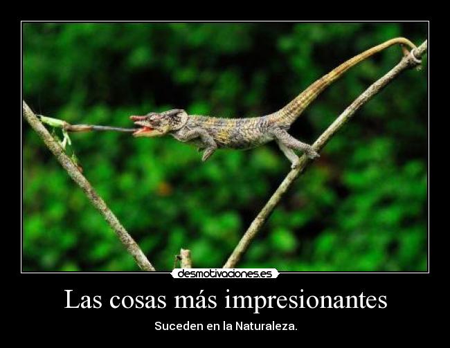 Las cosas más impresionantes -