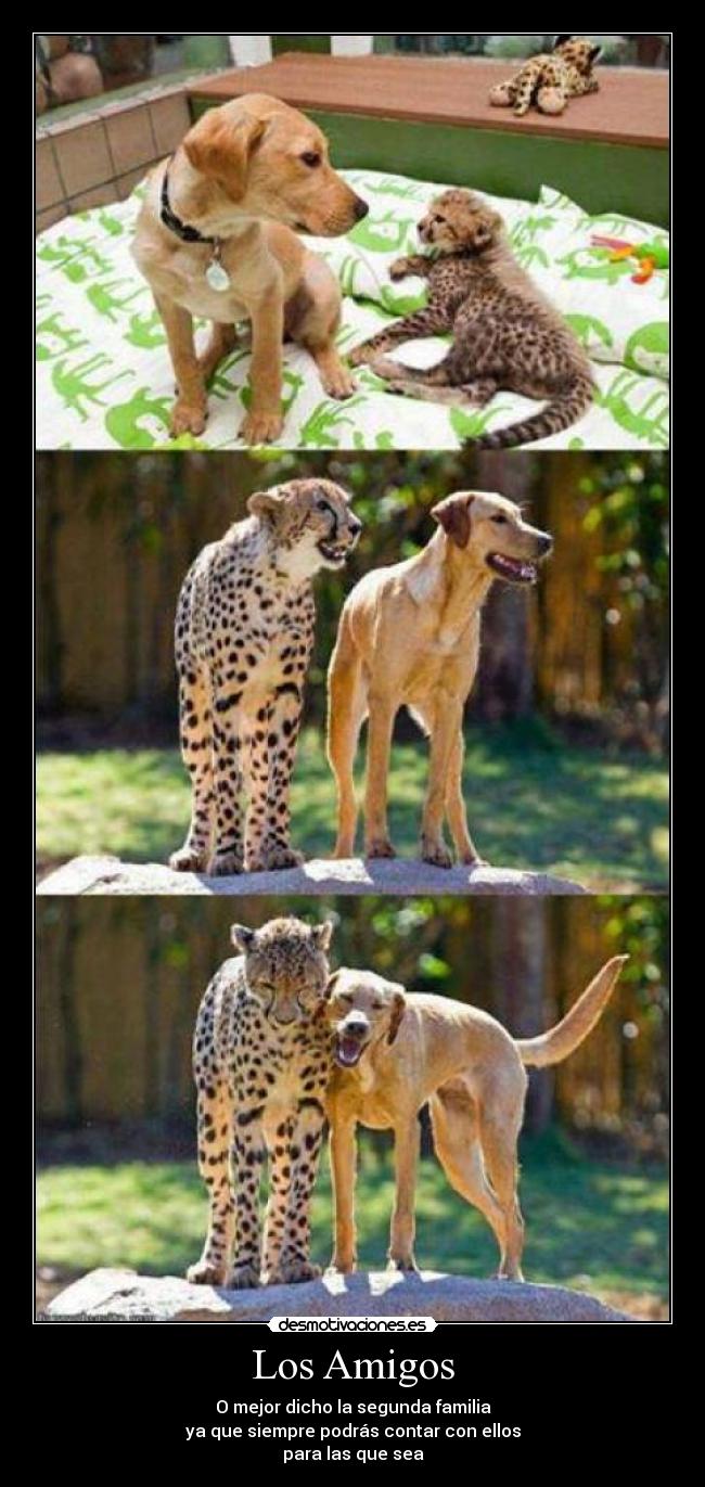 Los Amigos -