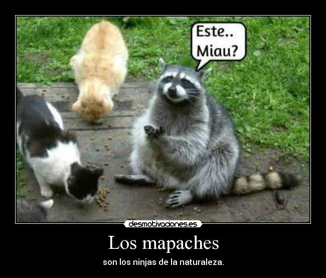 Los mapaches - son los ninjas de la naturaleza.