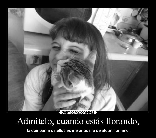 carteles animales desmotivaciones