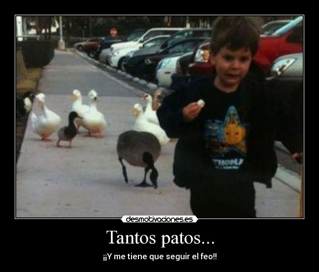 Tantos patos... - ¡¡Y me tiene que seguir el feo!!