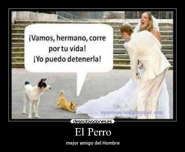 El Perro - 