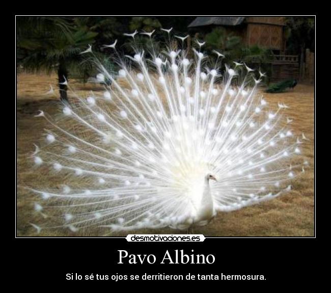Pavo Albino - Si lo sé tus ojos se derritieron de tanta hermosura.