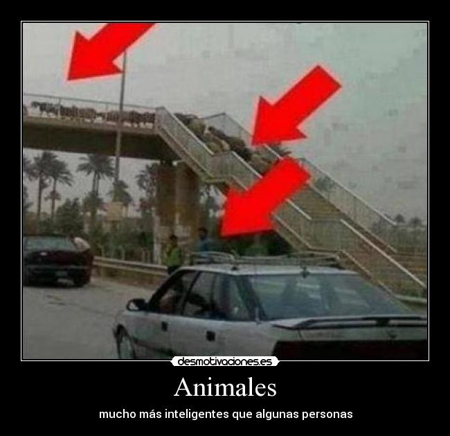 Animales - 