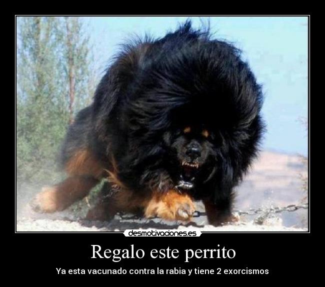 Regalo este perrito - 