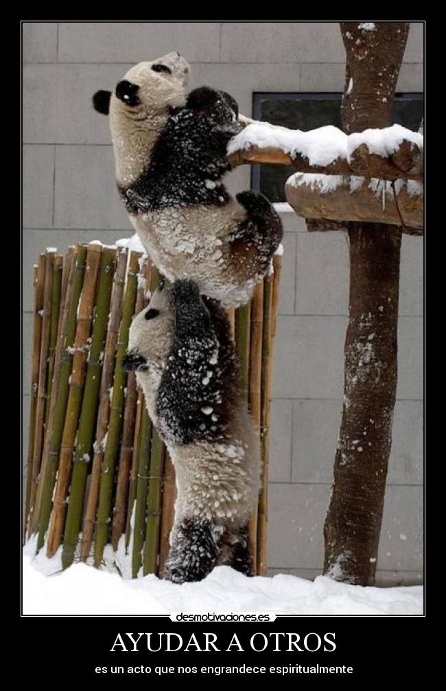 carteles osos pandas kawaii ayudar otrps acto engrandece espiritualmente desmotivaciones