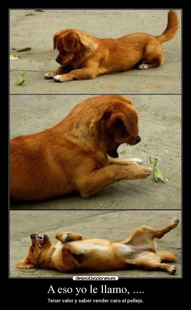 A eso yo le llamo, .... - Tener valor y saber vender caro el pellejo.