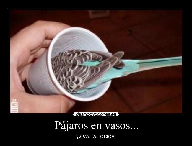 Pájaros en vasos... - ¡VIVA LA LÓGICA!