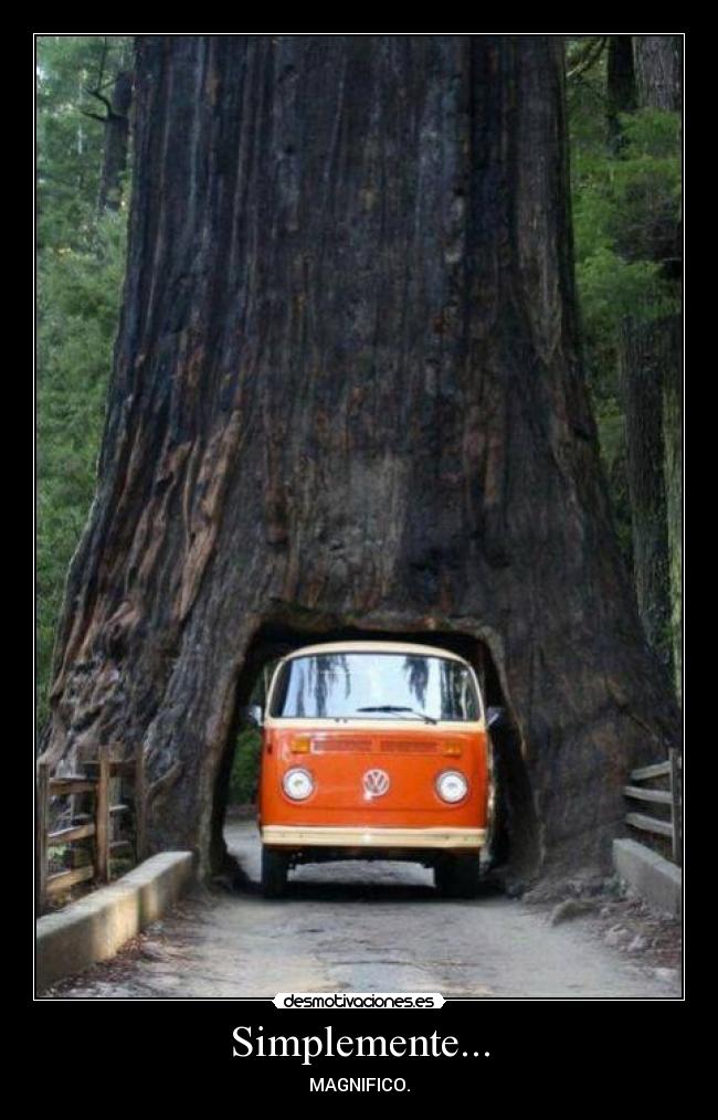 Simplemente... - MAGNIFICO.