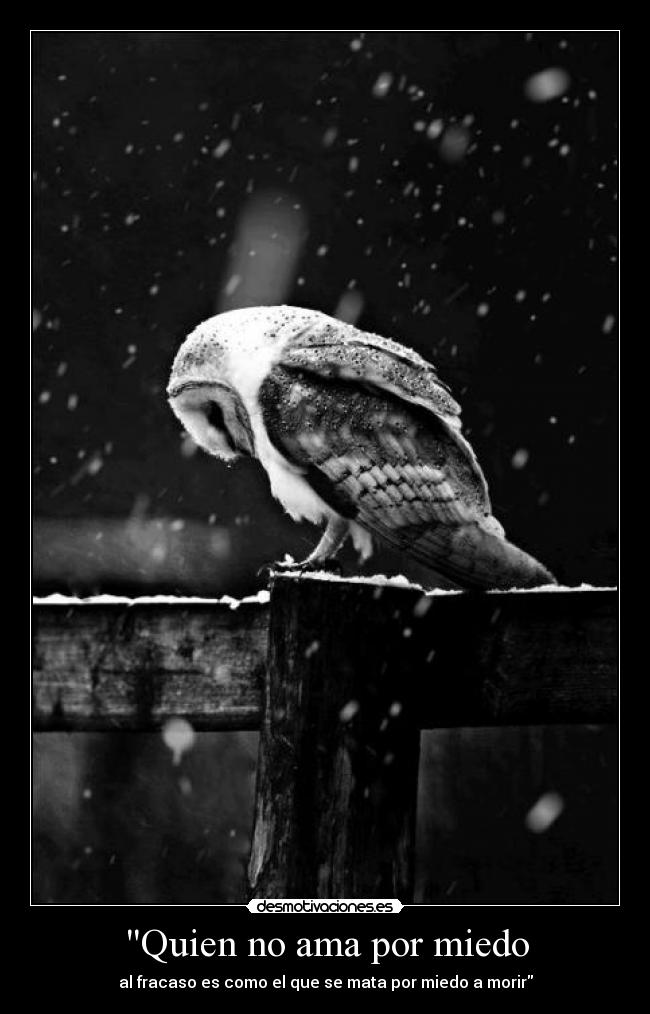 Quien no ama por miedo - al fracaso es como el que se mata por miedo a morir