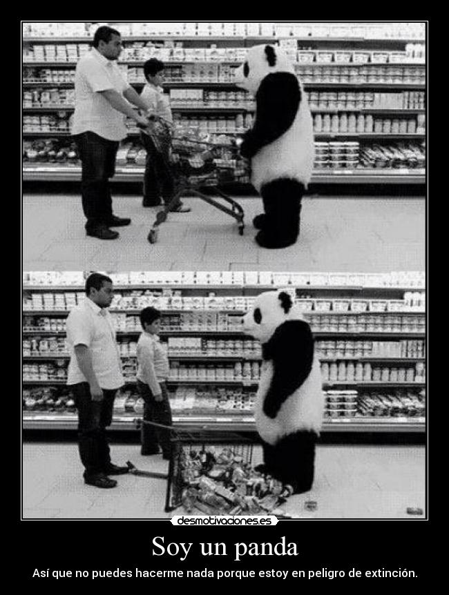 Soy un panda - Así que no puedes hacerme nada porque estoy en peligro de extinción.