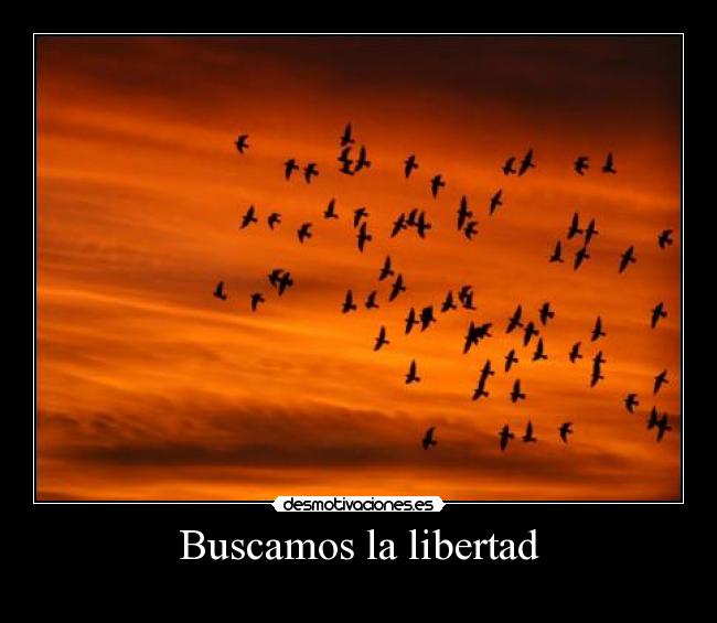 Buscamos la libertad - 