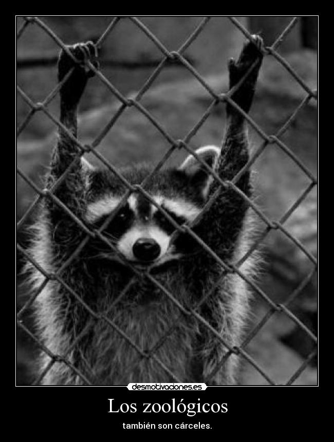Los zoológicos - también son cárceles.