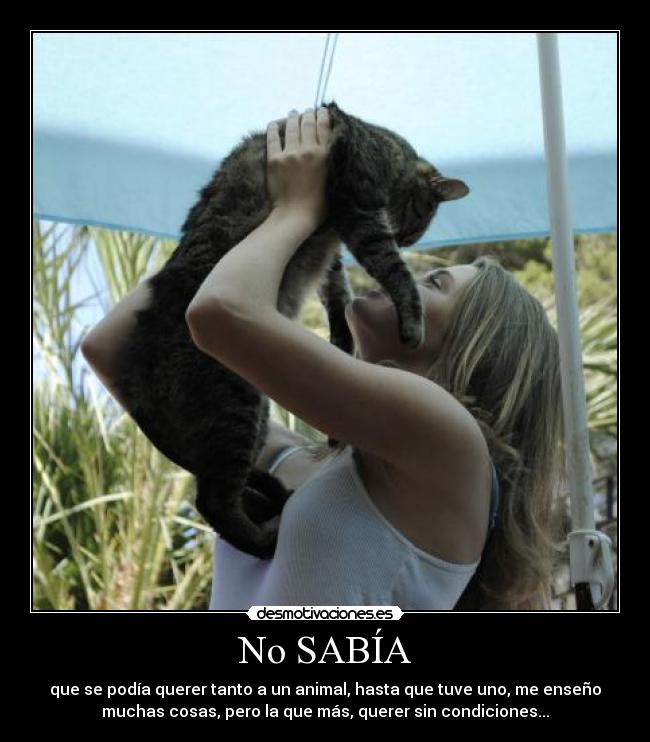 No SABÍA - que se podía querer tanto a un animal, hasta que tuve uno, me enseño
muchas cosas, pero la que más, querer sin condiciones...