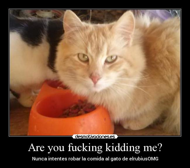 carteles gatoselrubiusomg meme desmotivaciones