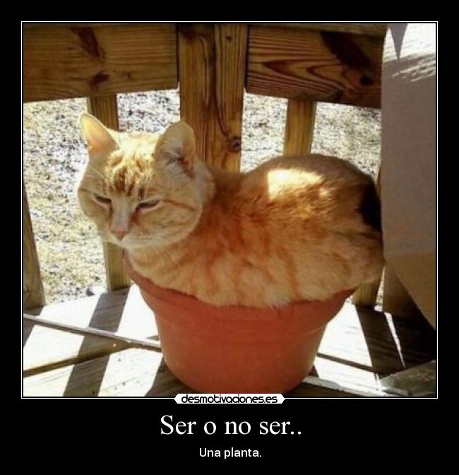 Ser o no ser.. -