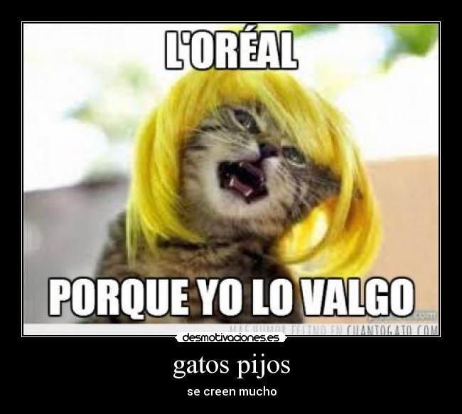 gatos pijos - 