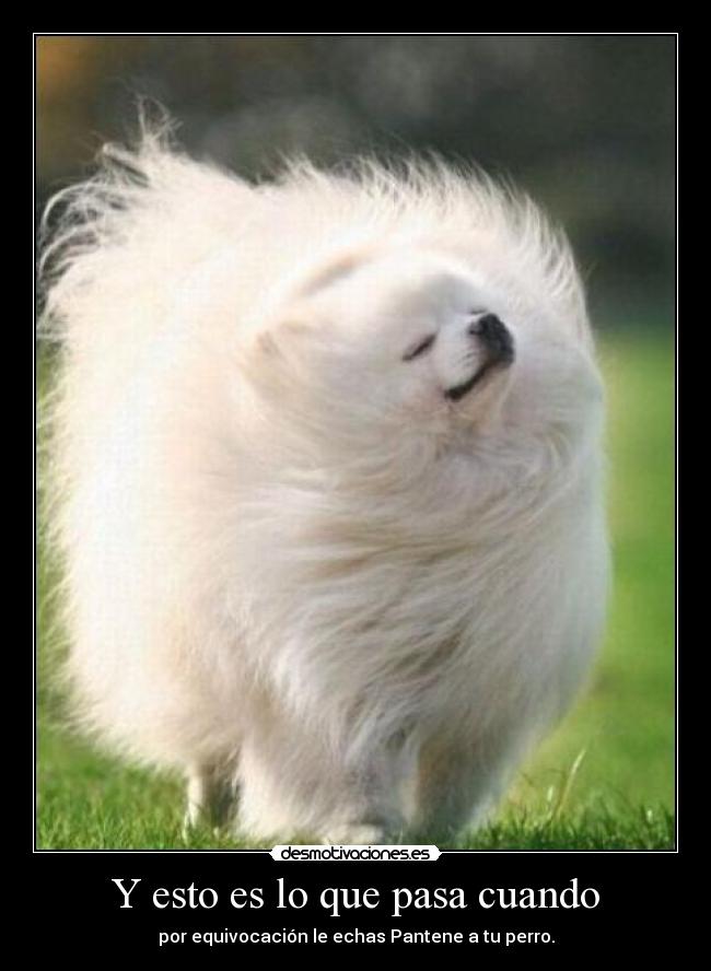 Y esto es lo que pasa cuando - por equivocación le echas Pantene a tu perro.