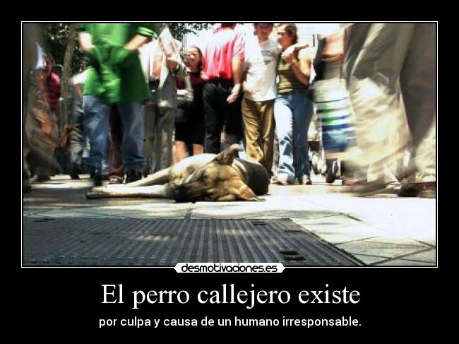 carteles rodrygreen dia internacional del perro callejero desmotivaciones