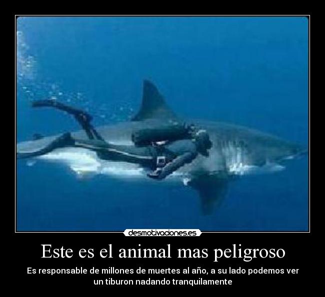 Este es el animal mas peligroso -