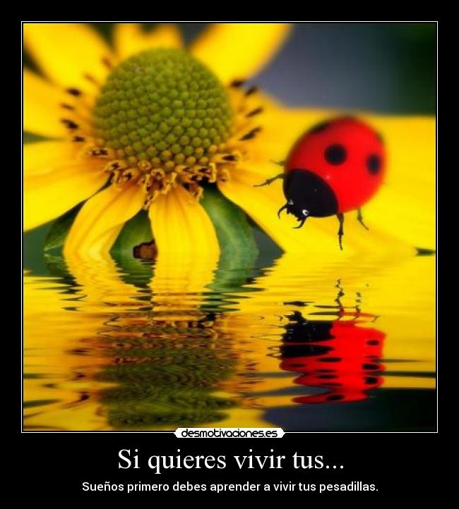 Si quieres vivir tus... - Sueños primero debes aprender a vivir tus pesadillas.