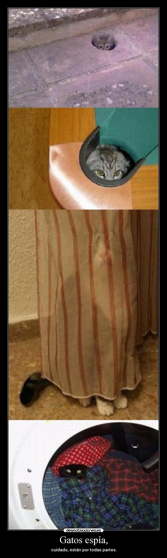 carteles gatos gatos desmotivaciones