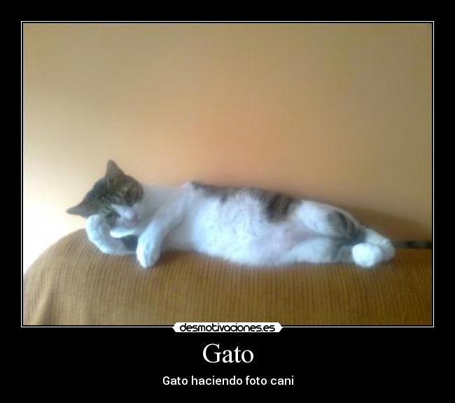 Gato - Gato haciendo foto cani