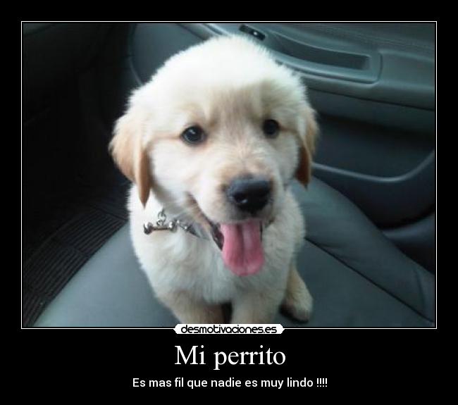 Mi perrito -