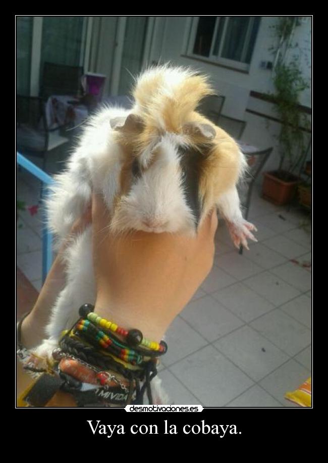 Vaya con la cobaya. - 