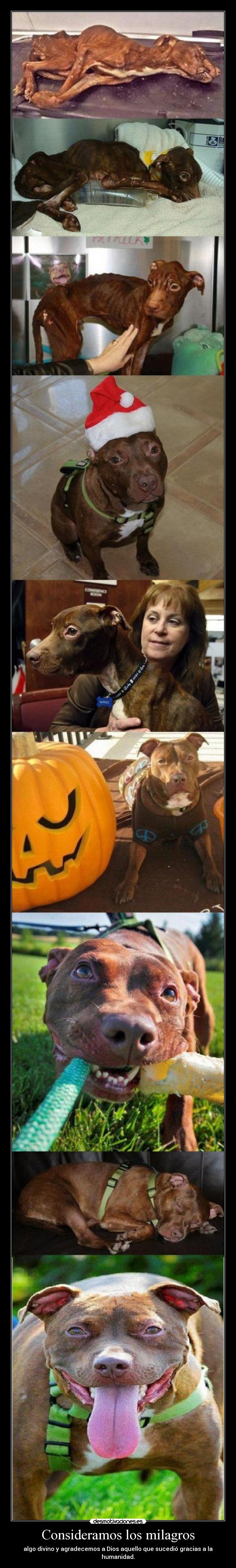 Consideramos los milagros - algo divino y agradecemos a Dios aquello que sucedió gracias a la humanidad.