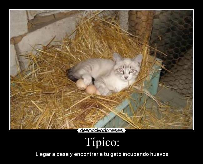 Típico: - Llegar a casa y encontrar a tu gato incubando huevos