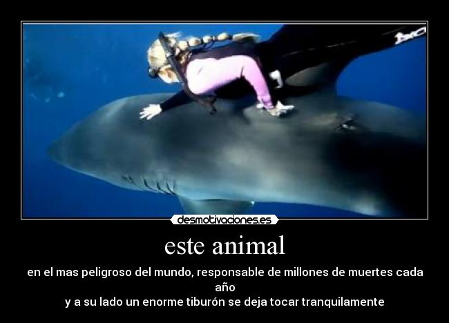este animal - en el mas peligroso del mundo, responsable de millones de muertes cada año
y a su lado un enorme tiburón se deja tocar tranquilamente