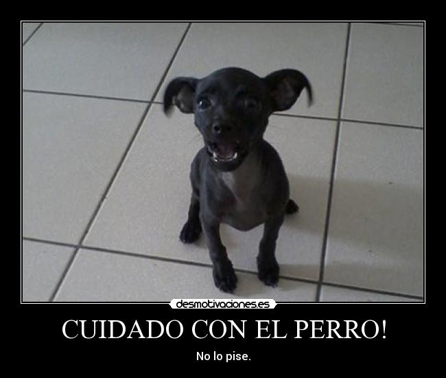 carteles humor perro chiguagueno desmotivaciones