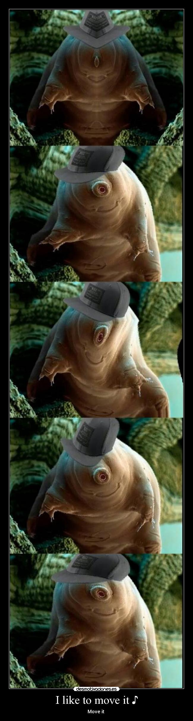 carteles oso agua que mono desmotivaciones