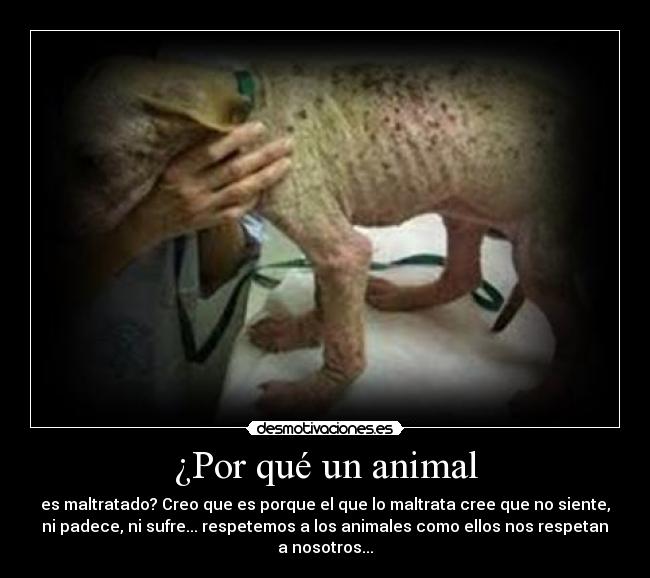 ¿Por qué un animal - es maltratado? Creo que es porque el que lo maltrata cree que no siente,
 ni padece, ni sufre... respetemos a los animales como ellos nos respetan 
a nosotros...