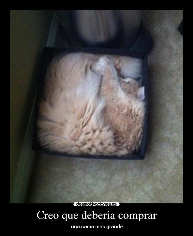 Creo que debería comprar - una cama más grande