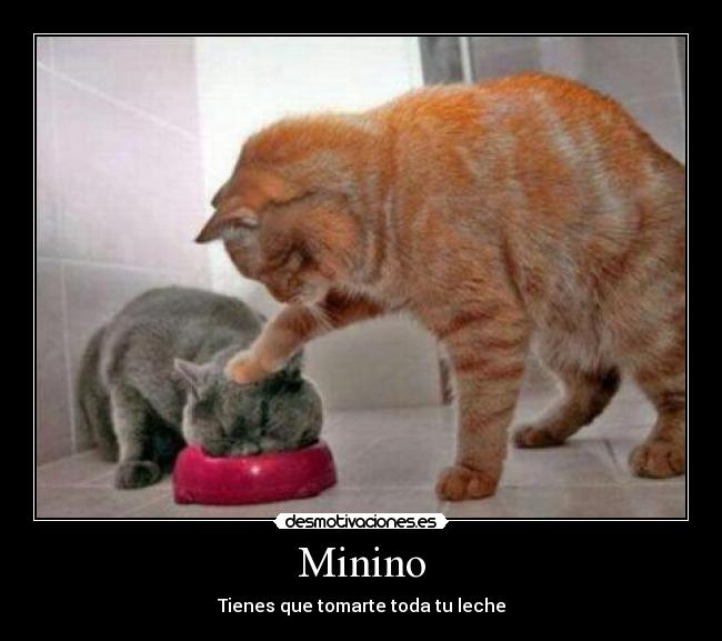 Minino - 