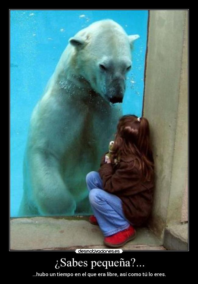 carteles vida encierro libertad los animales nos hablaran los del zoologico tendrian mucho para decirnos desmotivaciones