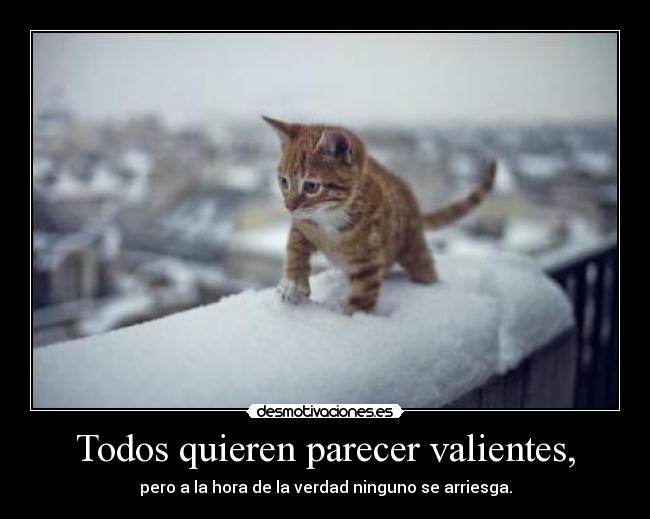 Todos quieren parecer valientes, - pero a la hora de la verdad ninguno se arriesga.