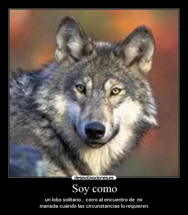 Soy como - un lobo solitario... corro al encuentro de  mi 
manada cuándo las circunstancias lo requieren.