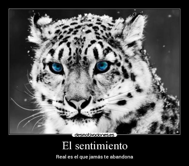 El sentimiento -