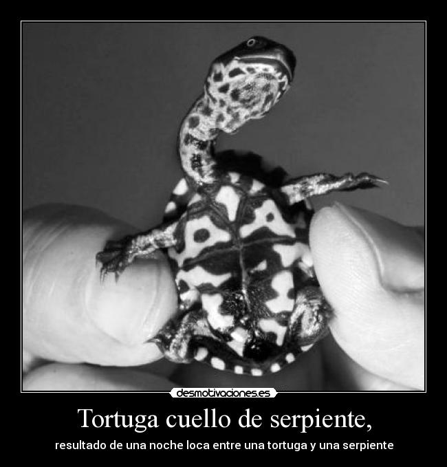 Tortuga cuello de serpiente, - resultado de una noche loca entre una tortuga y una serpiente