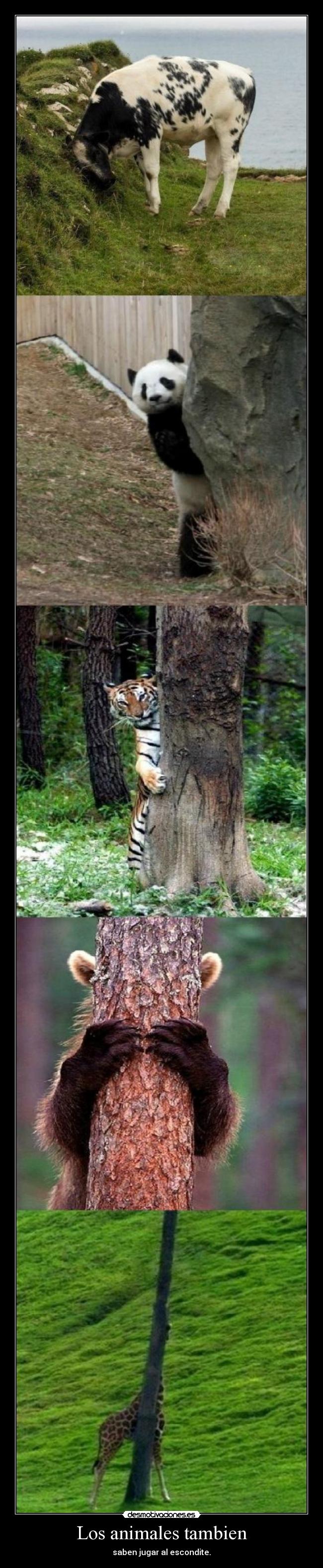 Los animales tambien - saben jugar al escondite.